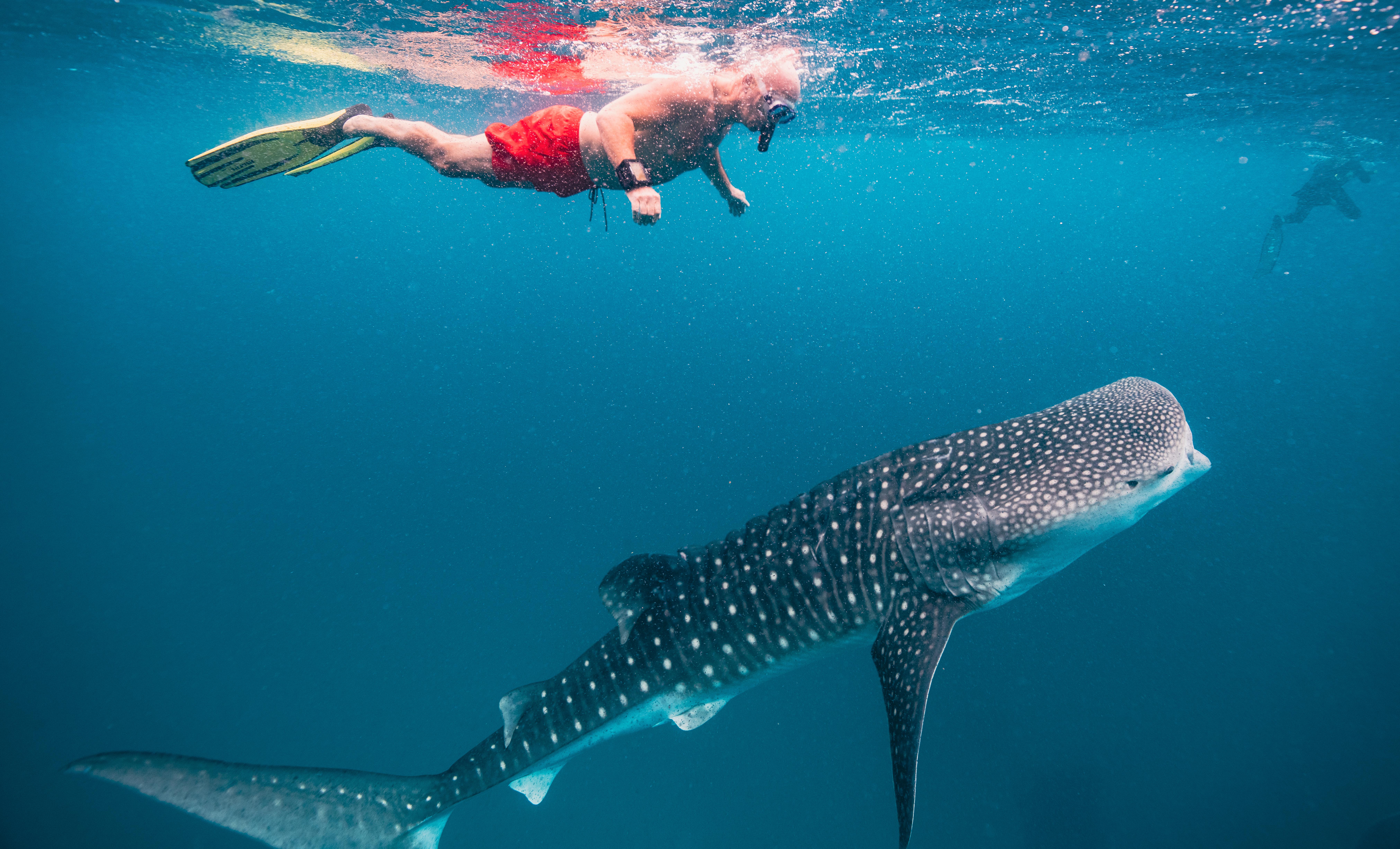 Snorkeling