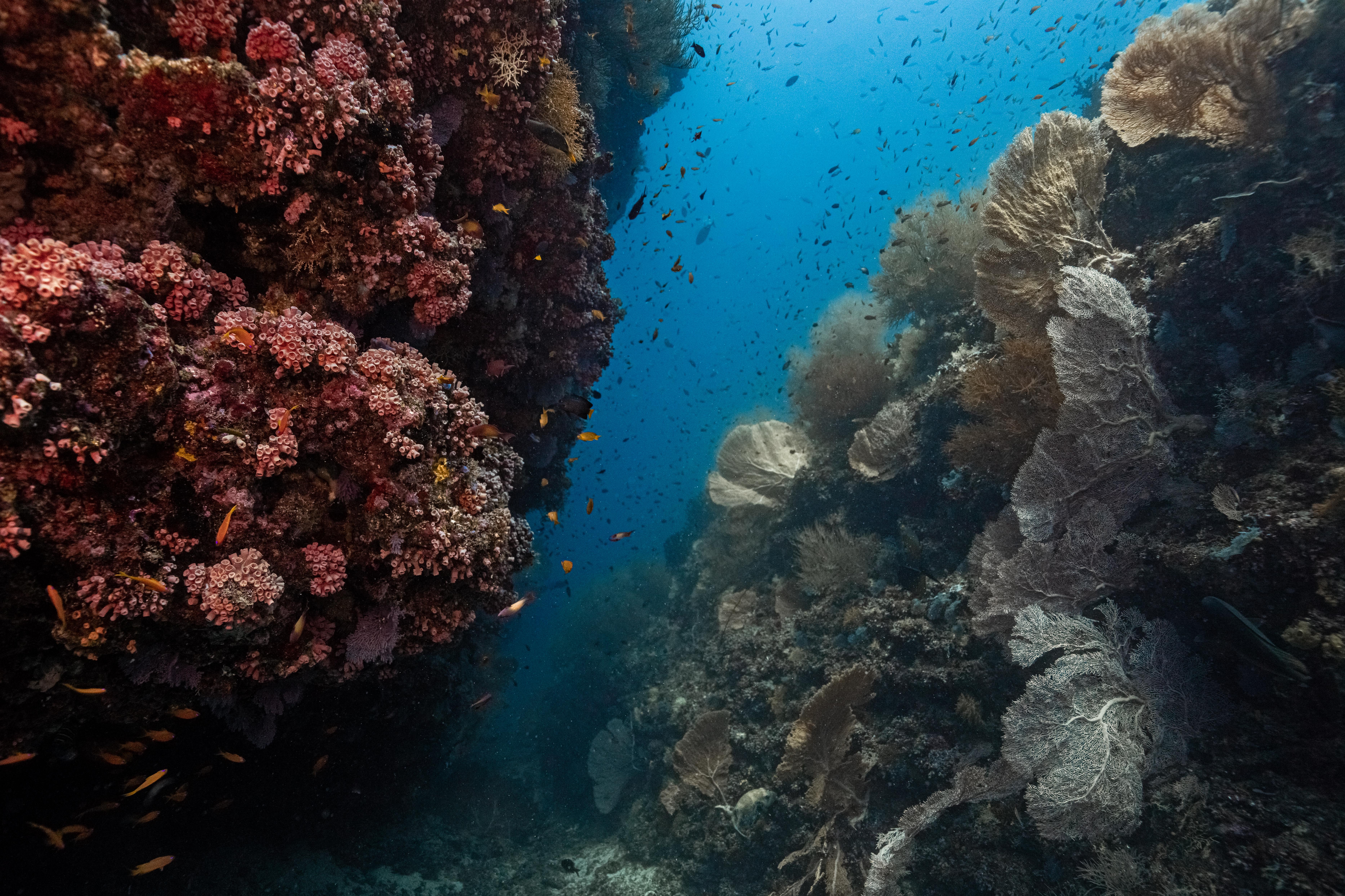 Scuba Diving