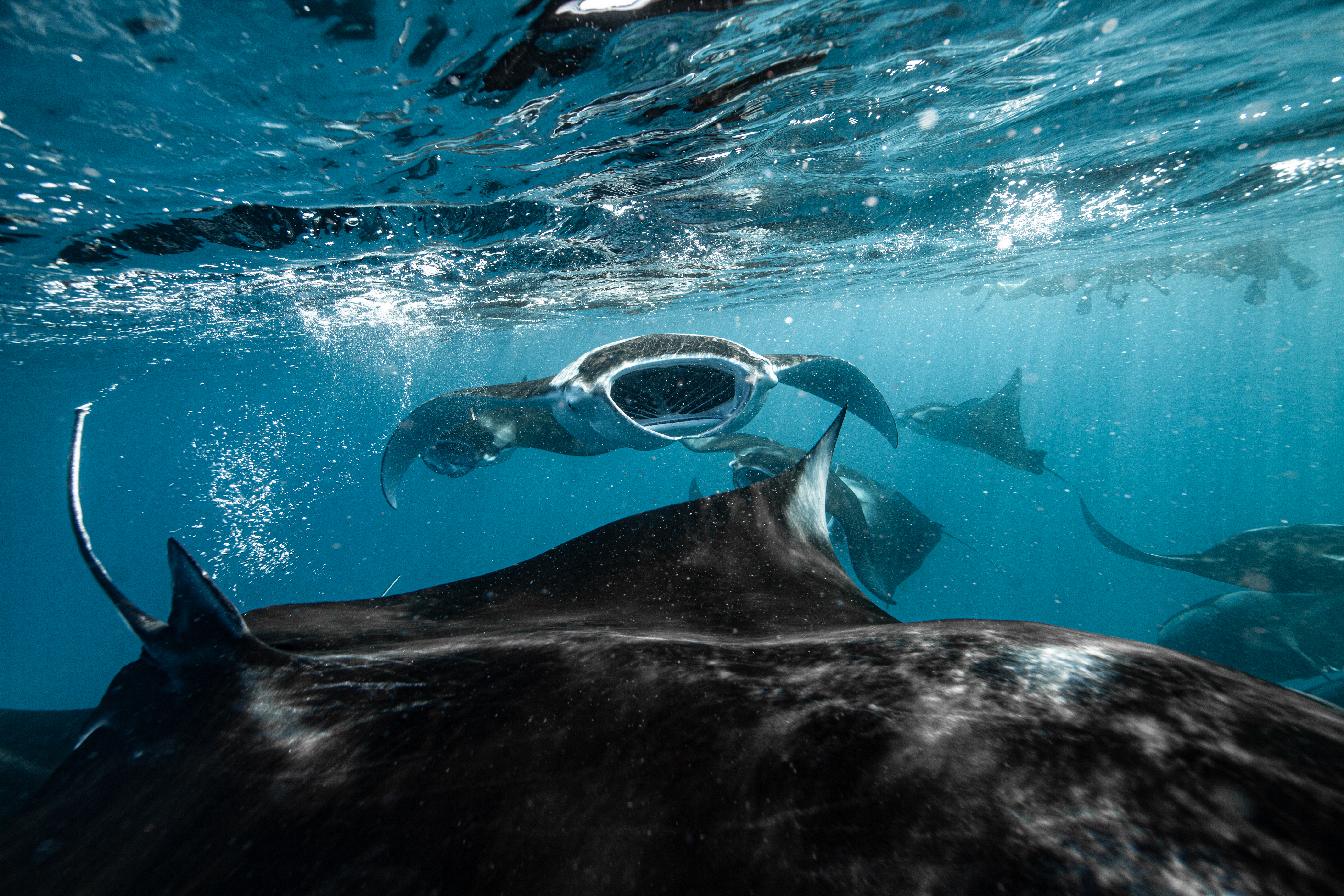 Manta Rays, Dolphin & Whale Shark Cruise